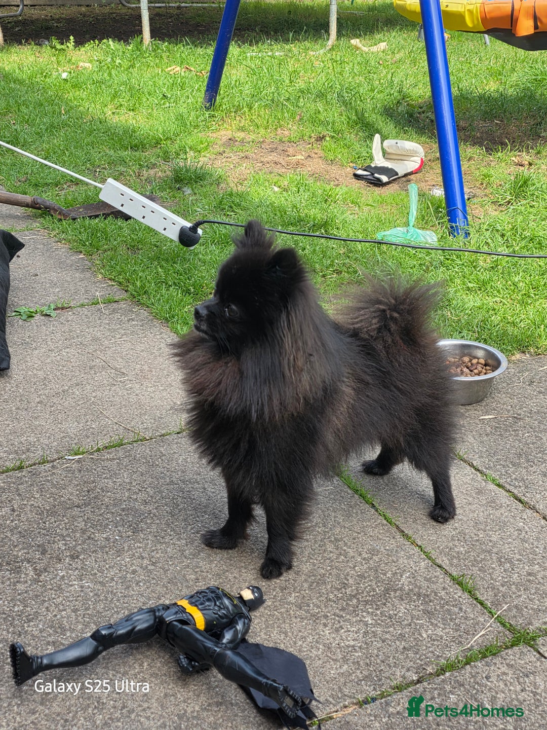 Pomeranian dogs for sale: Arlo  - Image 3