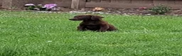 Labrador Retriever dogs for sale: Fantastic labrador pups  - Advert 12