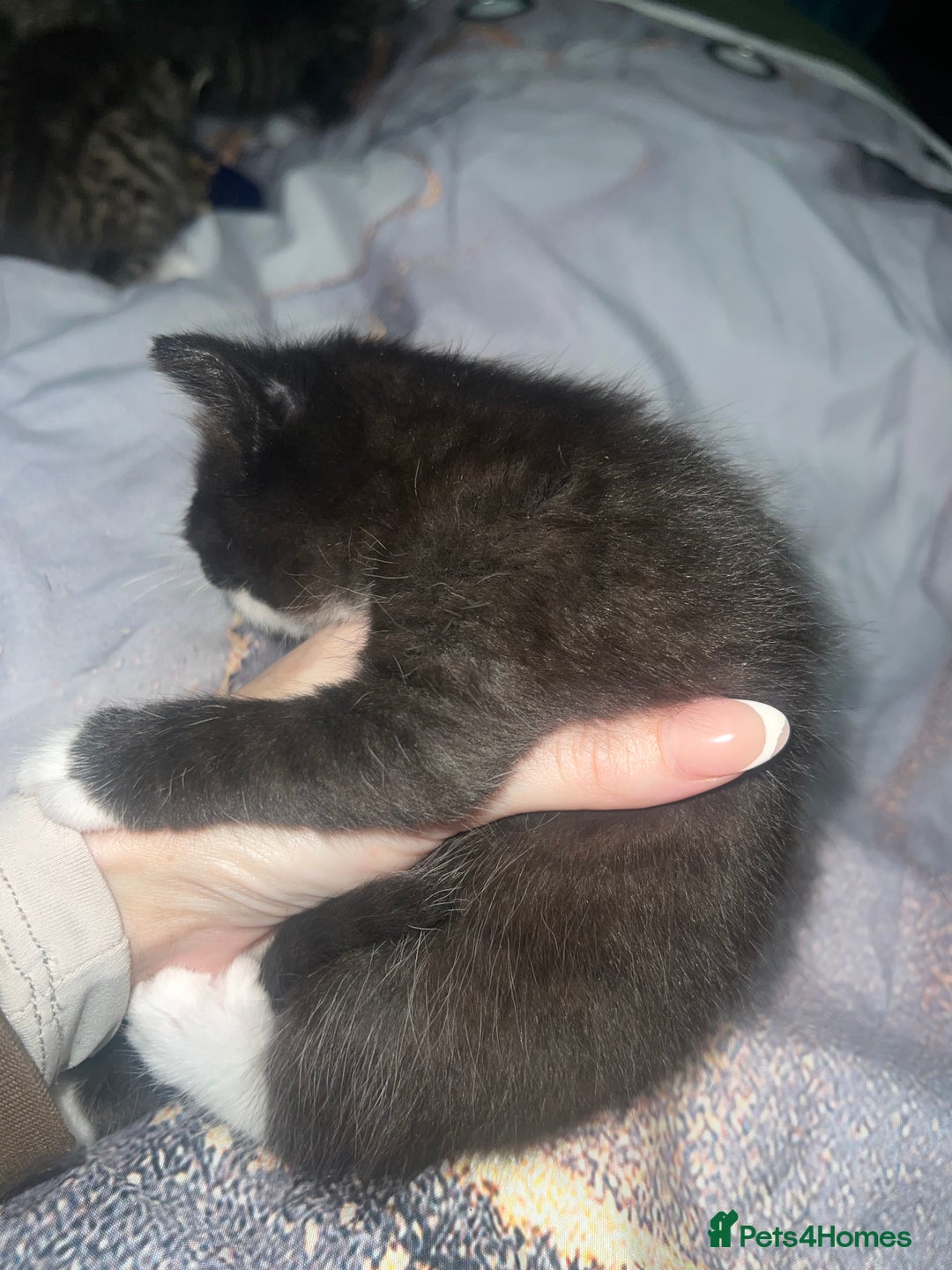 British Longhair cats for sale: 5 beautiful kittens - Advert 16