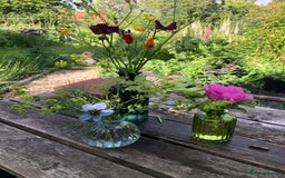 Mixed Breed dogs for adoption: Coco – 5 years old, Female, Possibly Lab Mix  - Image 10