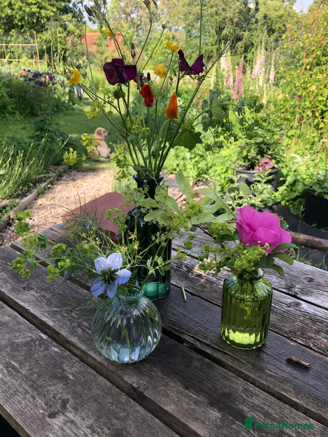 Mixed Breed dogs for adoption: Coco – 5 years old, Female, Possibly Lab Mix  - Image 10