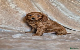 Cavapoo dogs for sale: Gorgeous Fox Red Cavapoo health tested parents  - Image 28