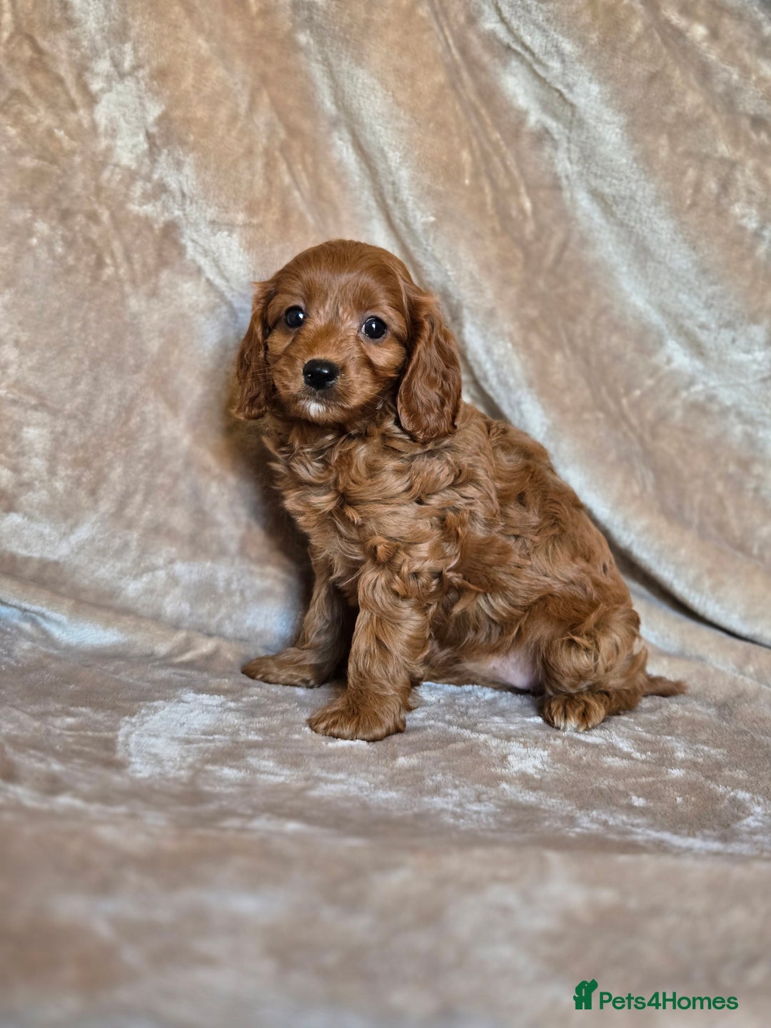 Cavapoo dogs for sale: Gorgeous Fox Red Cavapoo health tested parents  - Image 28