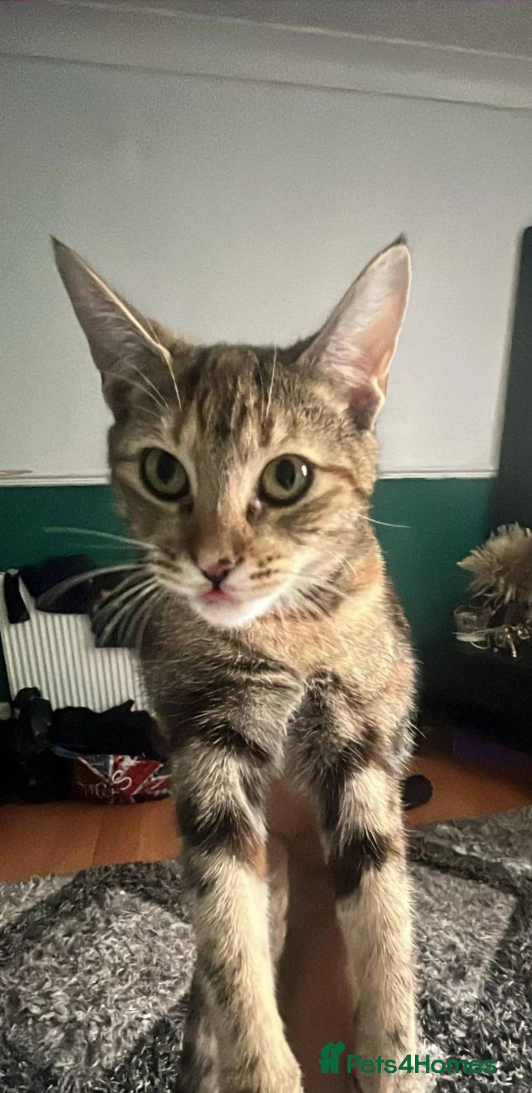 Mixed Breed cats for sale: 2 Sisters to be rehomed in Birmingham - Advert 3