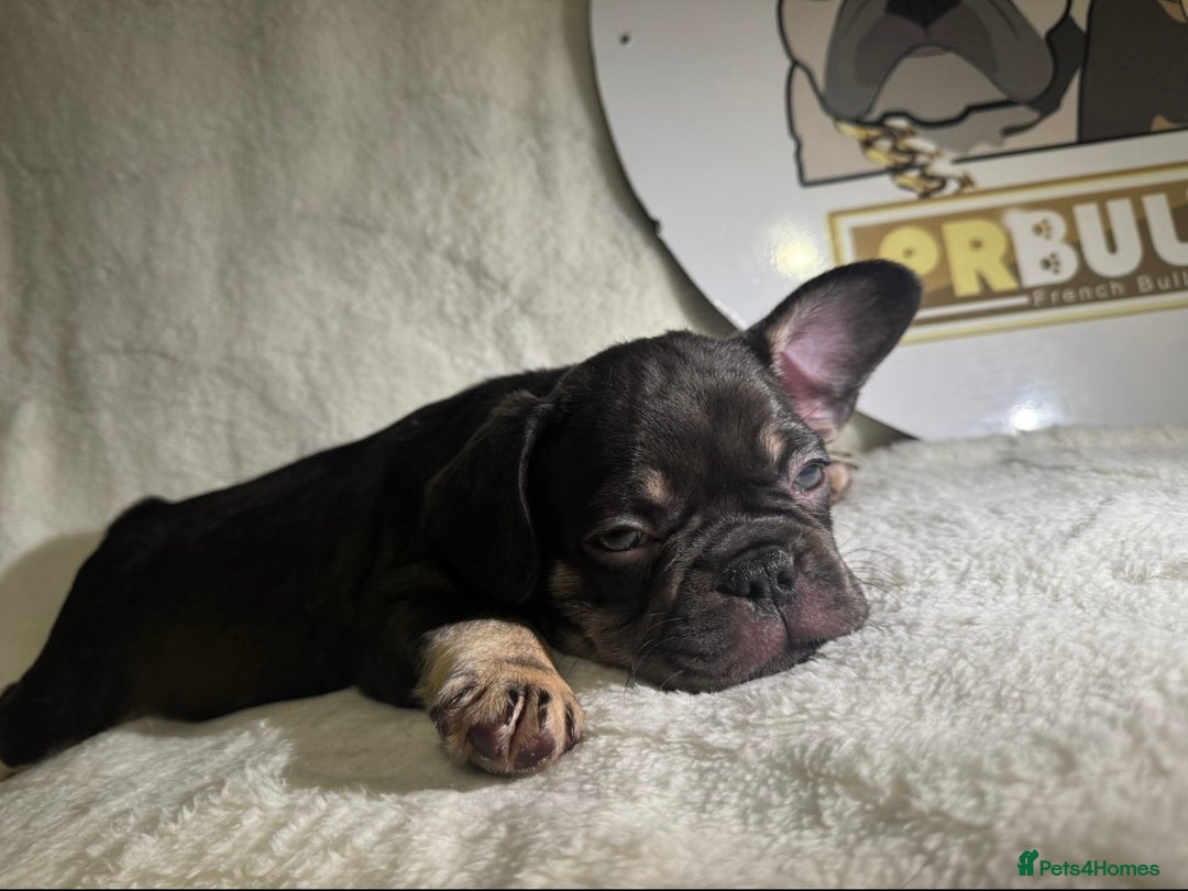 French Bulldog dogs for sale: French Bulldog puppies for sale - Image 6