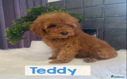 Miniature Poodle dogs for sale: Gorgeous Red Minature Poodles Puppies  - Image 29