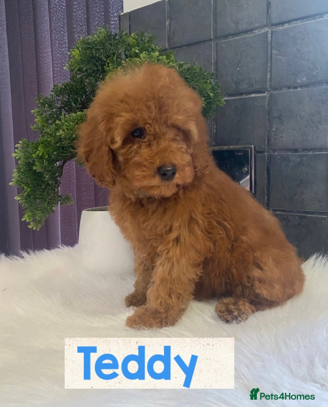 Miniature Poodle dogs for sale: Gorgeous Red Minature Poodles Puppies  - Image 29