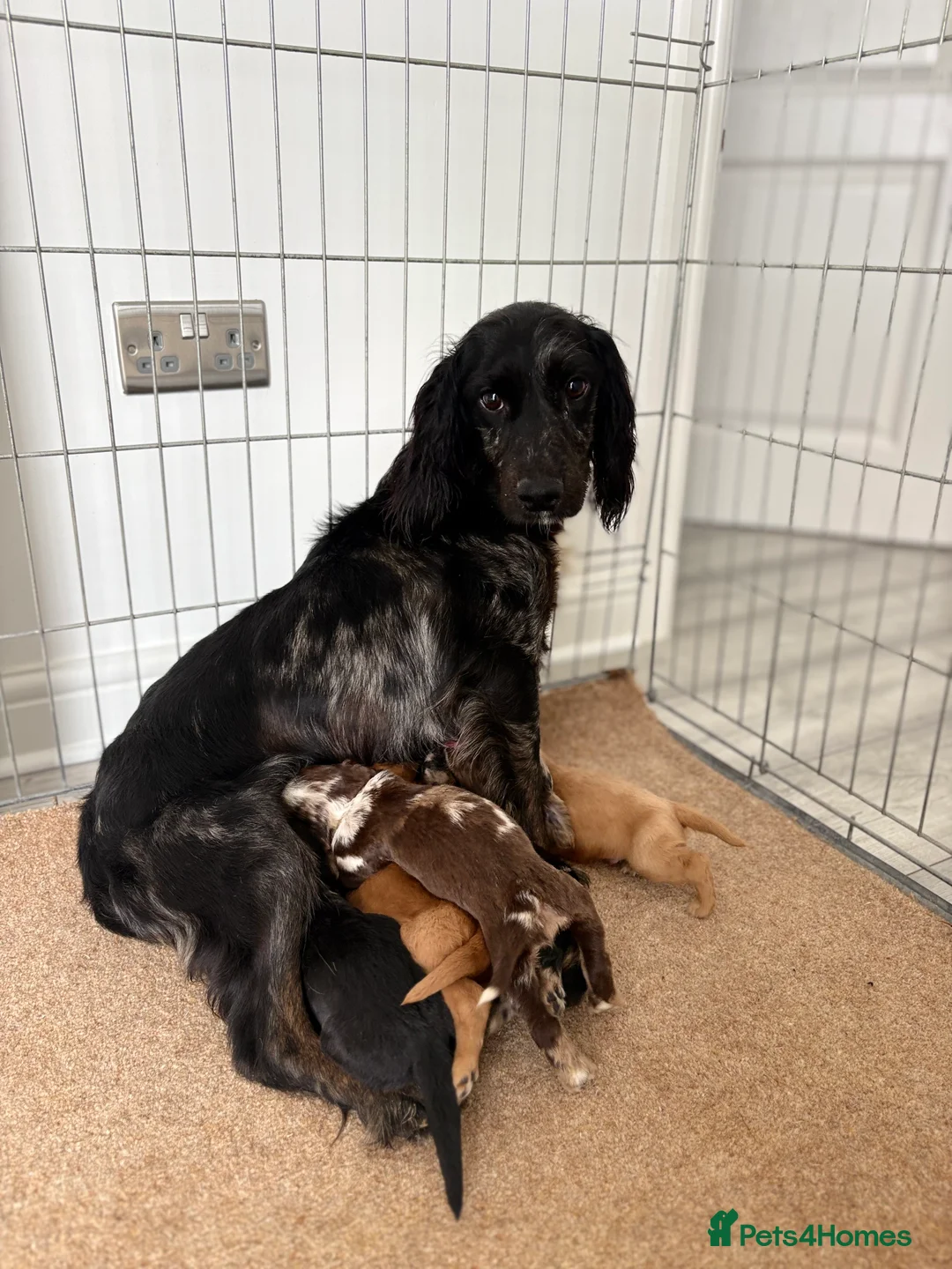 Cocker Spaniel dogs for sale: Cocker spaniel puppies  - Advert 2