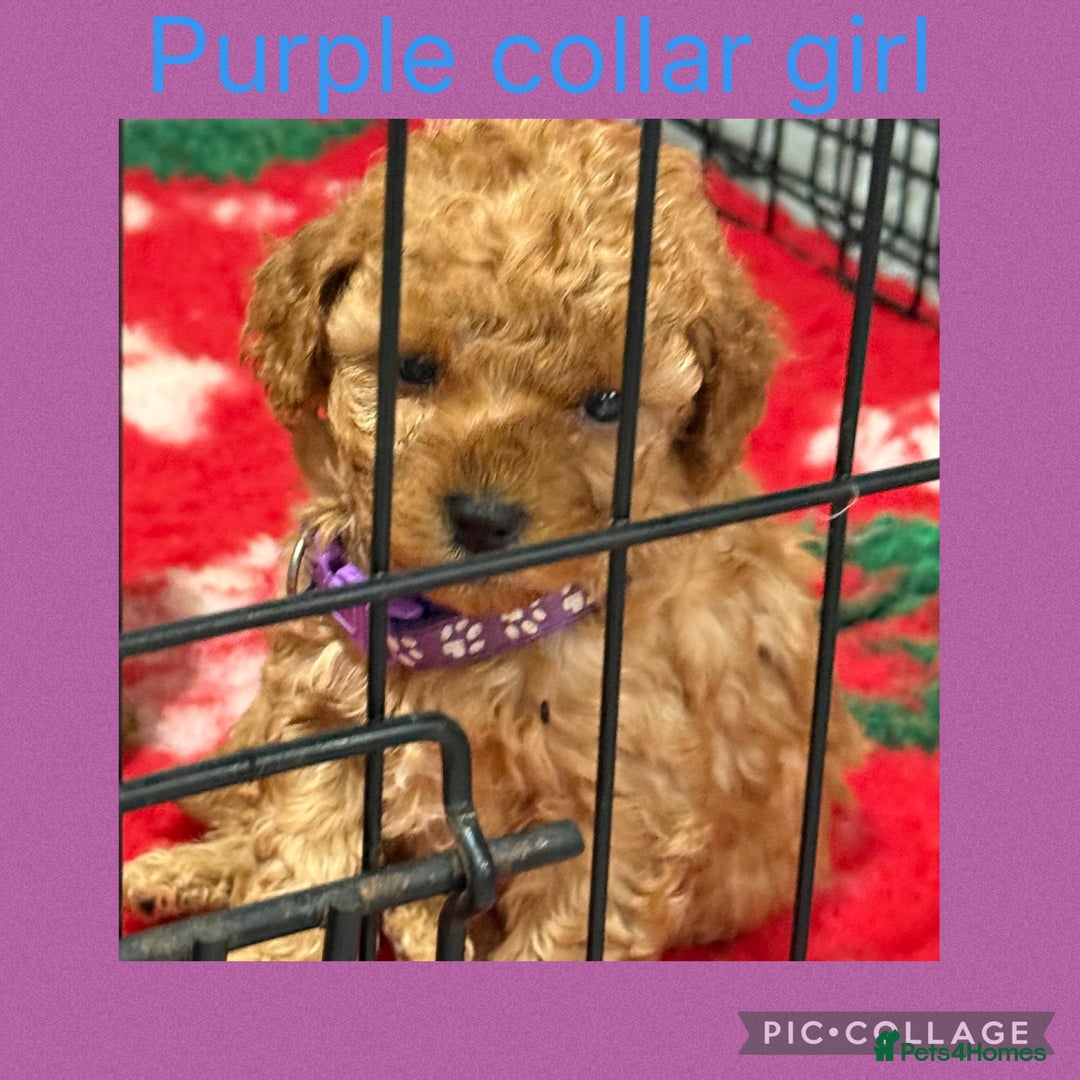 Cavapoo dogs for sale: 8 x cavapoo F1B puppies ready to leave  - Advert 9