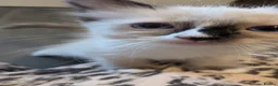 Ragdoll cats for sale: 6 purebred Ragdoll kittens reservations taken now  in Tiverton - Advert 20
