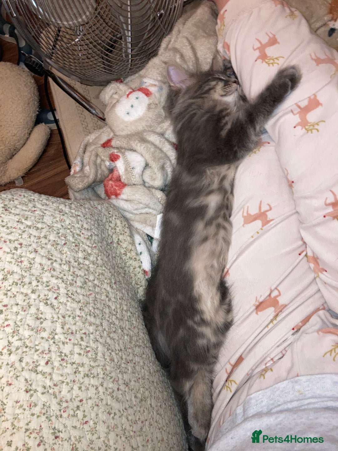 Maine Coon cats for sale: Full Maine Coon Kittens Ready Now - Advert 19
