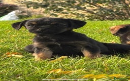 Border Terrier dogs for sale: 🐾 fantastic Border Terrier  - Image 4