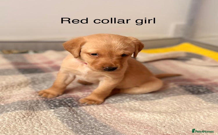 Labrador Retriever dogs Beautiful litter of Labradors - Advert 3