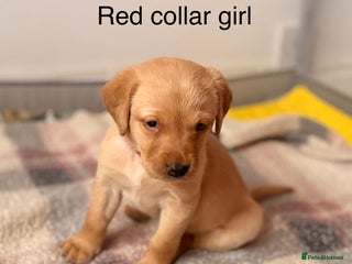 Labrador Retriever dogs Beautiful litter of Labradors - Advert 7