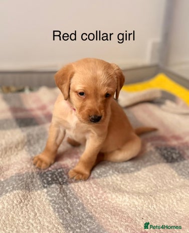 Labrador Retriever dogs Beautiful litter of Labradors - Advert 4