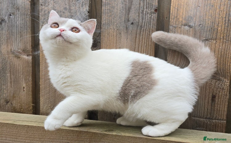 British Shorthair cats in Coatbridge - Advert 4