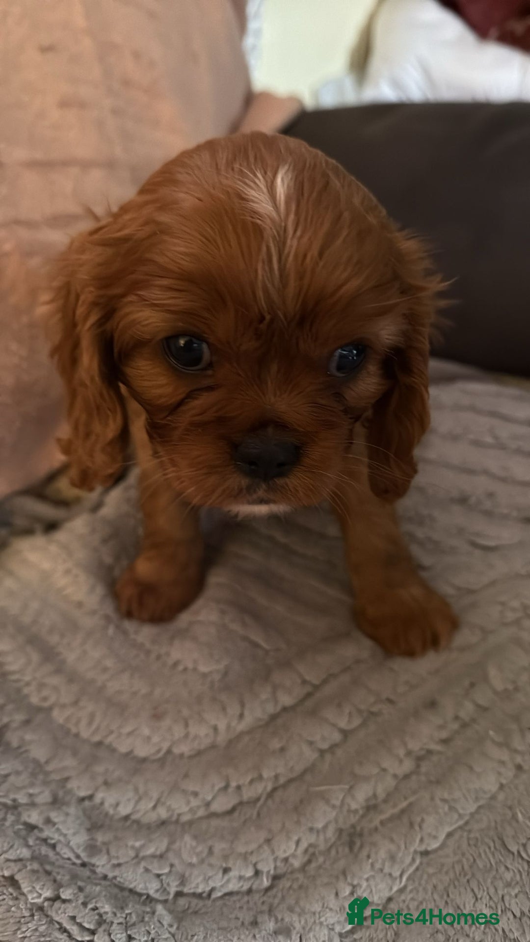 King Charles Spaniel dogs for sale: 2 lovely king Charles cavalier puppies  - Advert 9