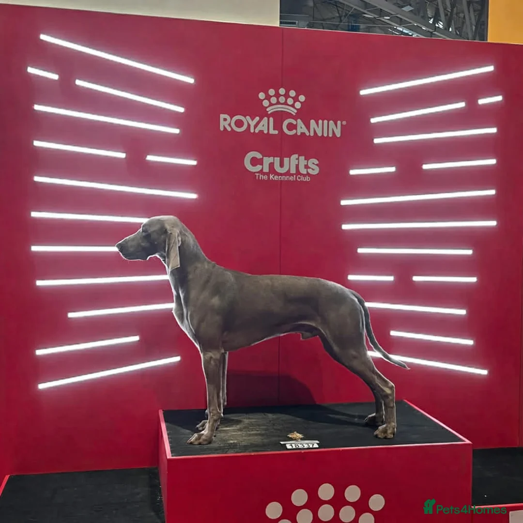 Weimaraner dogs for stud: GORGEOUS KC REGISTERED WEIMARANER STUD - Advert 1