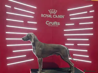 Weimaraner dogs GORGEOUS KC REGISTERED WEIMARANER STUD - Advert 10