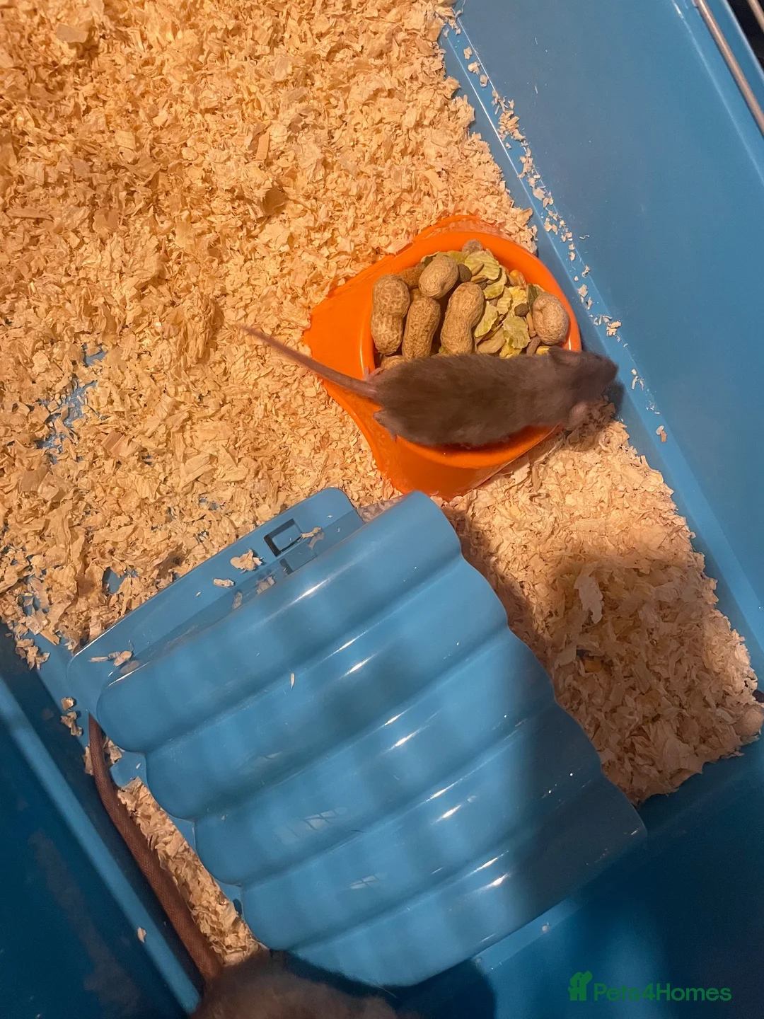 Rat rodents for sale: Baby rats  - Advert 1