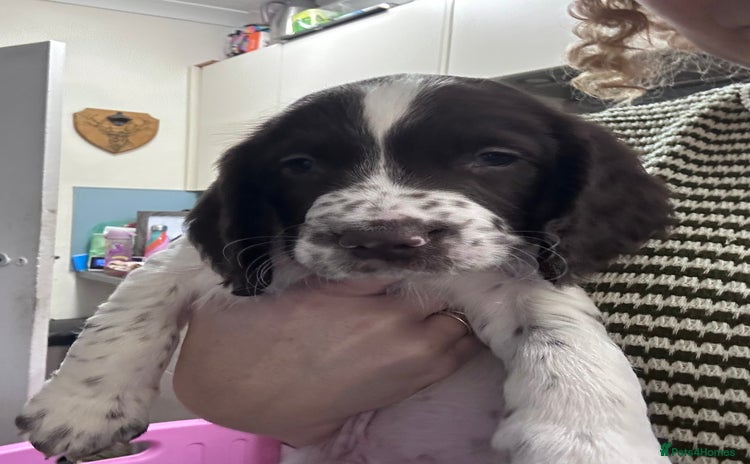 English Springer Spaniel dogs - Advert 4