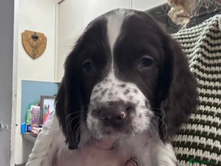 English Springer Spaniel dogs - Advert 25