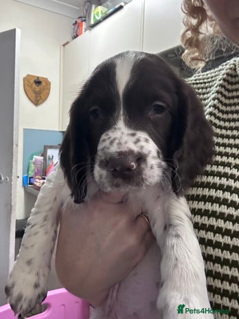 English Springer Spaniel dogs - Advert 4