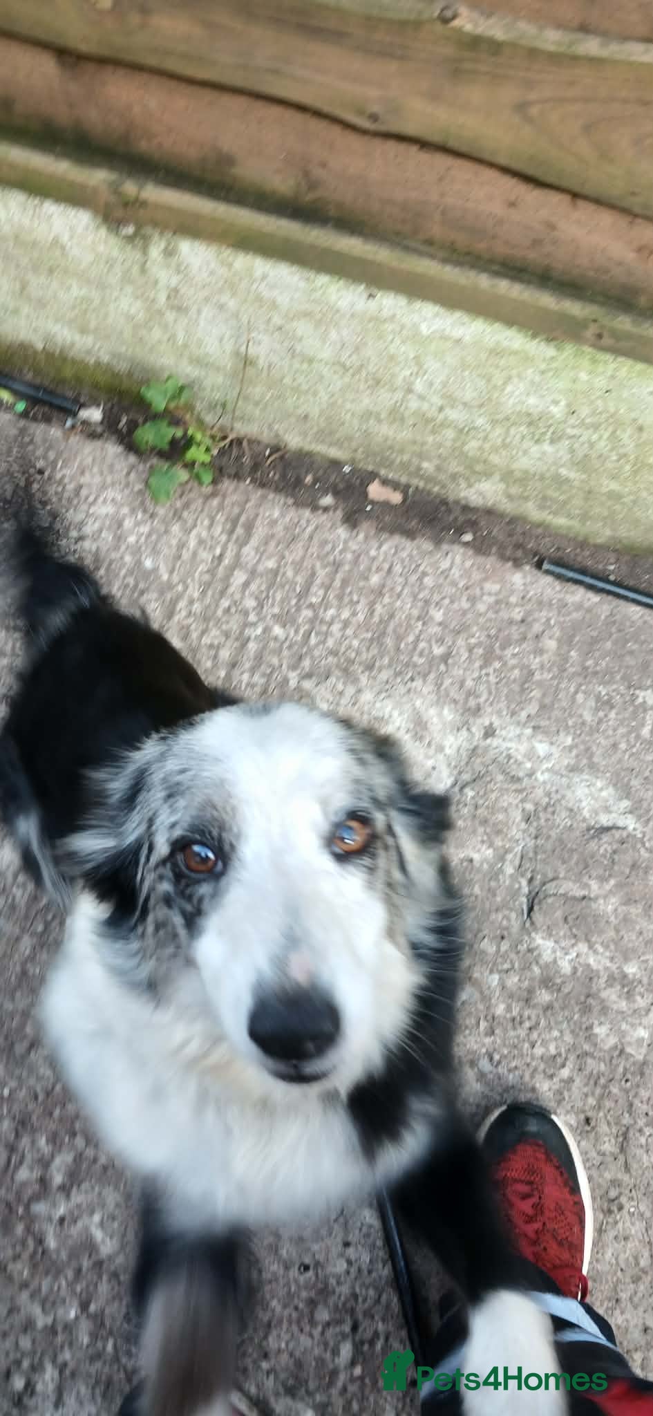 Border Collie dogs 2 male border collie  - Advert 8