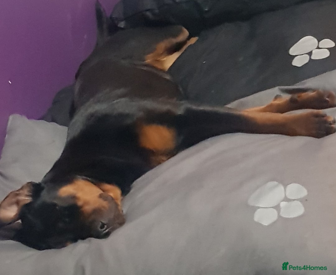 Rottweiler dogs for sale: Stunning rottweiler puppies  - Image 31