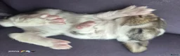 French Lop rabbits for sale: 10 beautiful show quality french lop kits  - Advert 35