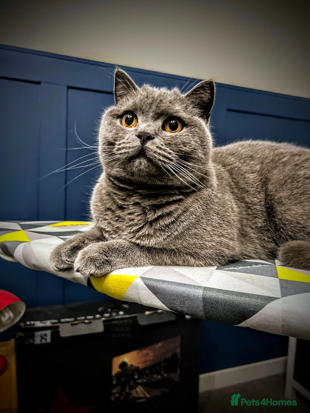 British Shorthair cats for sale: Adult male British short hair - Advert 5