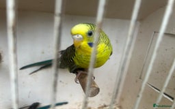 Budgerigars birds for sale: Budgies for sale, black wings, all in good health  - Image 9