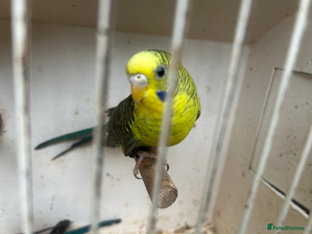 Budgerigars birds for sale: Budgies for sale, black wings, all in good health  - Image 9