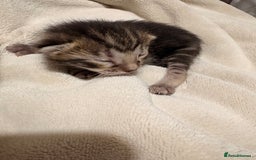 Bengal cats for sale: 5 bengal kittens  - Image 6