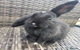 Mini Lop rabbits for sale:  The last two rabbits have been reserved Mini Lops - Image 4