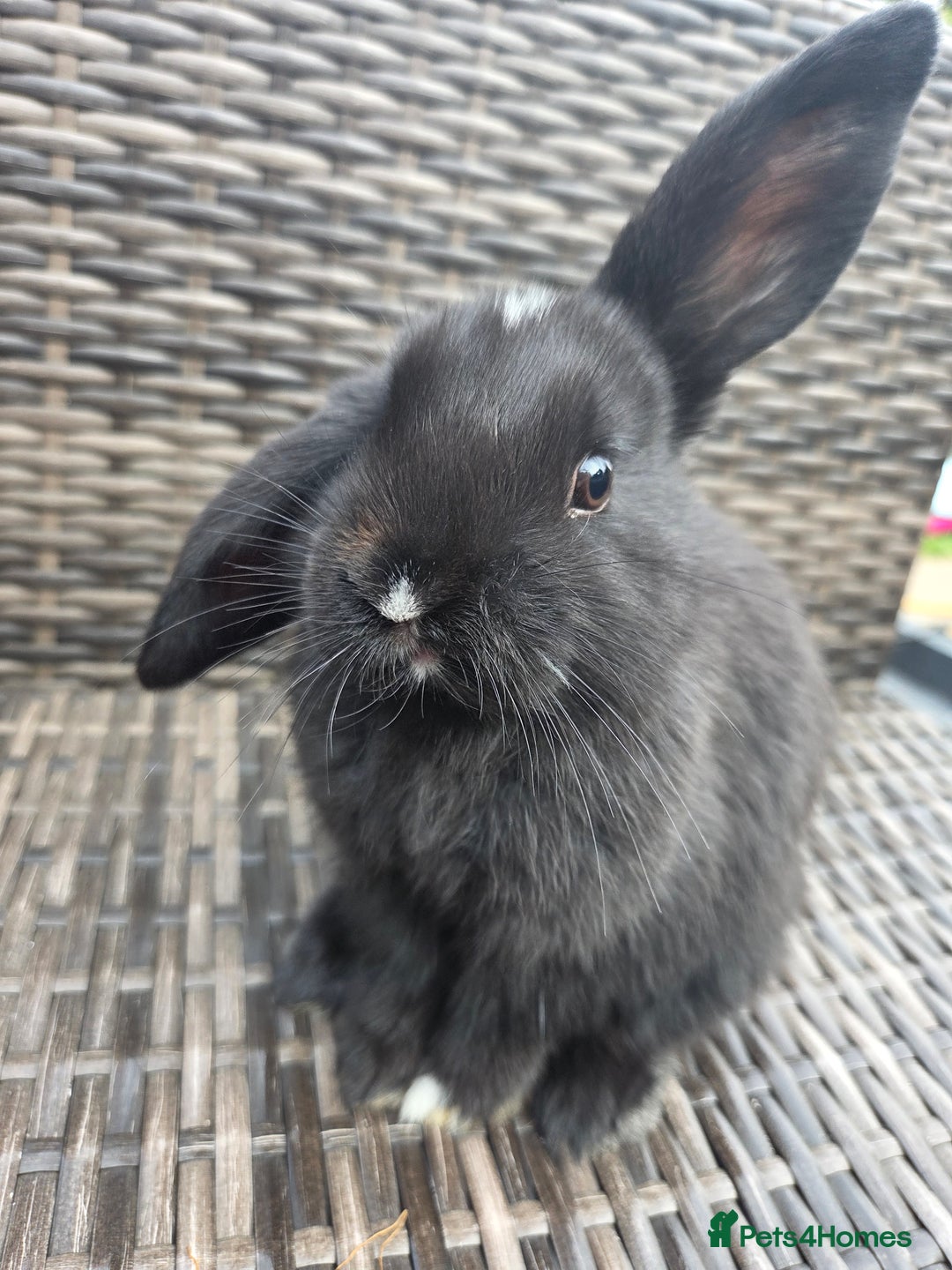Mini Lop rabbits for sale:  The last two rabbits have been reserved Mini Lops - Image 4