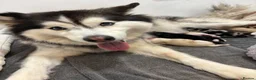 Mixed Breed dogs for sale: Pomsky puppies  - Advert 18