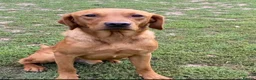Labrador Retriever dogs for sale: Beautiful Labrador puppies in Bideford - Advert 5