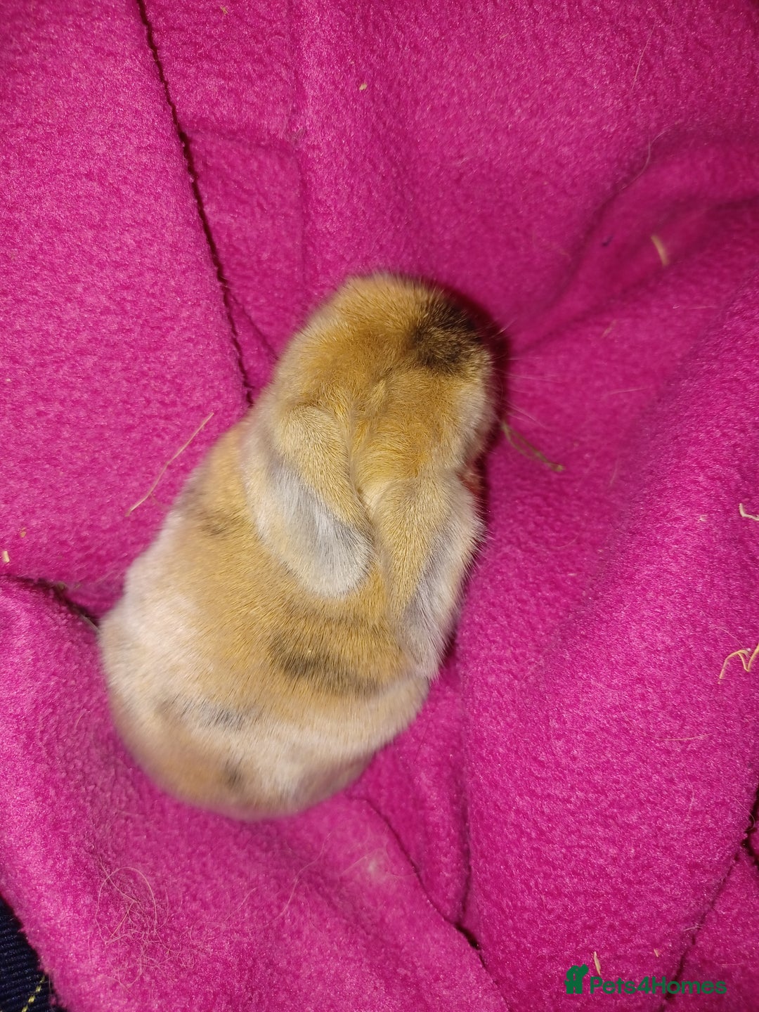 Mini Lop rabbits for sale: Adorable Pure Bred Mini Lops 🥰🐰 - Advert 6