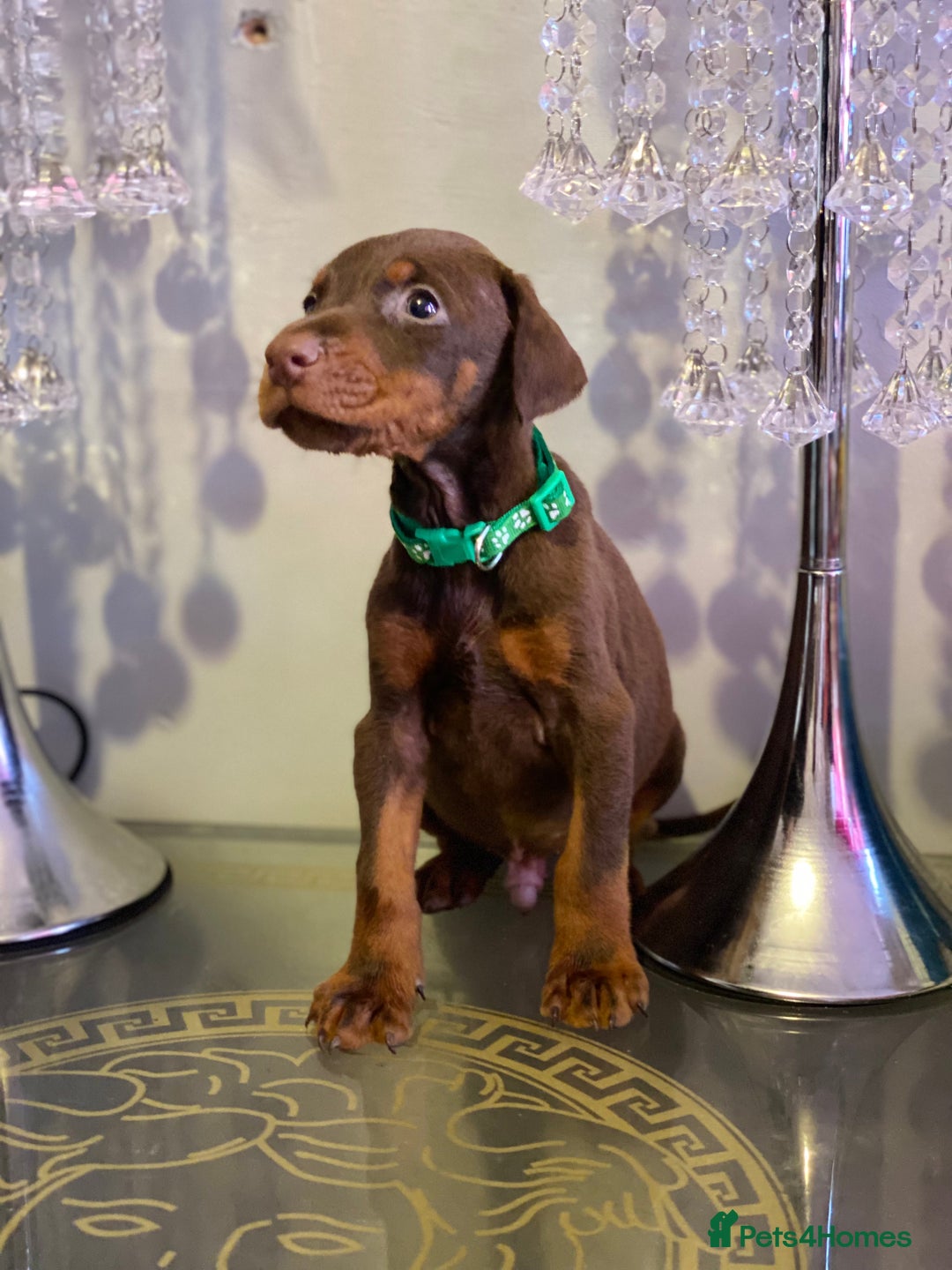 Dobermann dogs for sale: Beautiful Dobermann puppies - Image 15