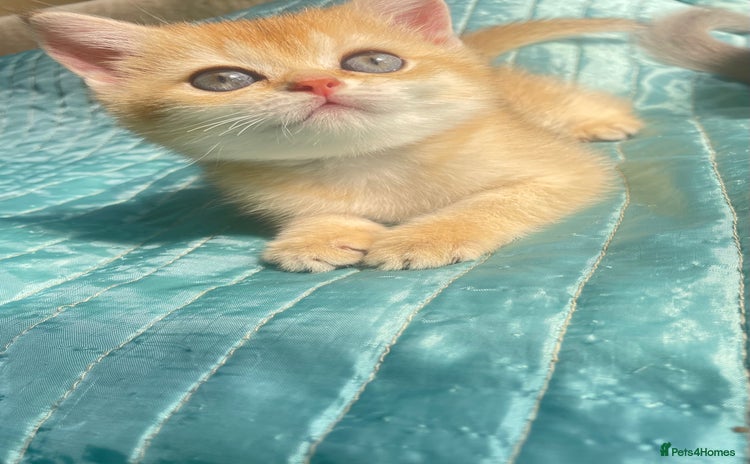 British Shorthair cats - Advert 5
