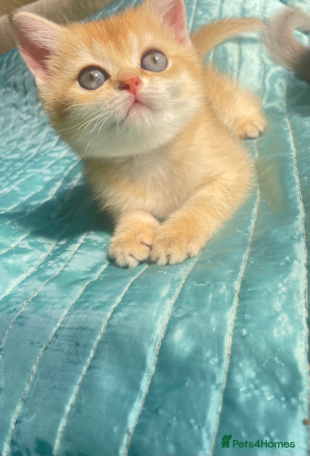 British Shorthair cats for sale: Pure breed British shorthair blue &  golden kitten - Image 3