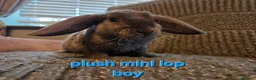 Mini Lop rabbits for sale: 8 week old very tame mini lop boys - Advert 13