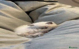 Ragdoll cats for sale: 3 Beautiful Female Blue Point Ragdoll Kittens - Image 8