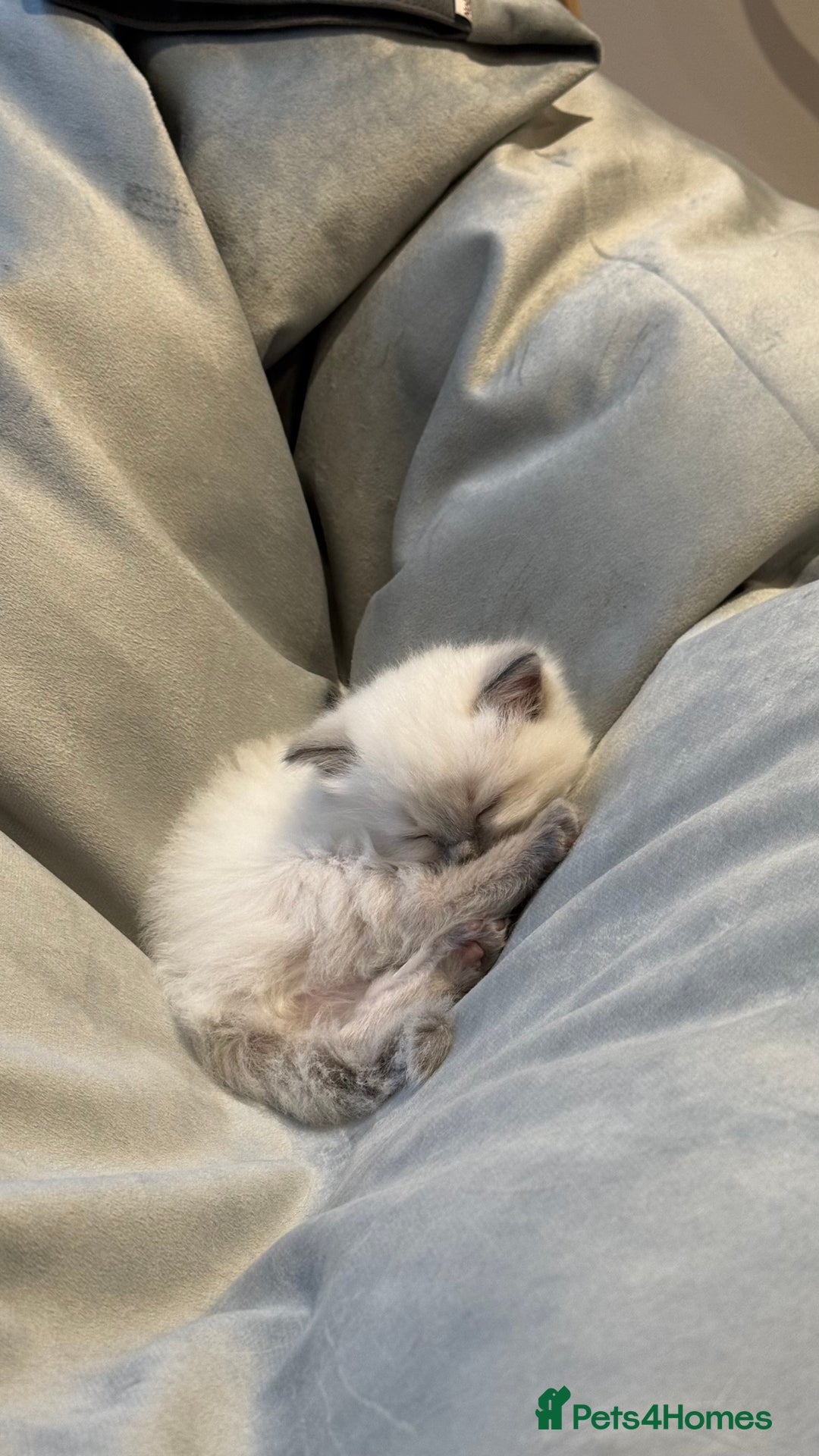Ragdoll cats for sale: 3 Beautiful Female Blue Point Ragdoll Kittens - Image 8