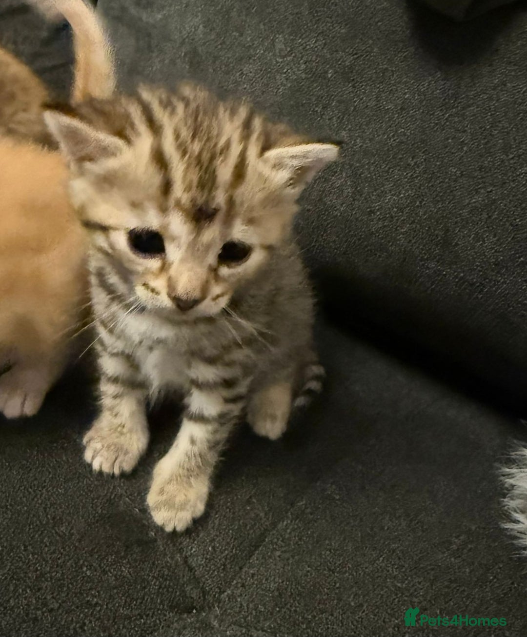 Bengal cats for sale: Absolutely Stunning Bengals  - Image 31