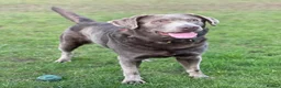 Labrador Retriever dogs for sale: Stunning KC Pedigree Silver Labrador Puppies - Advert 8