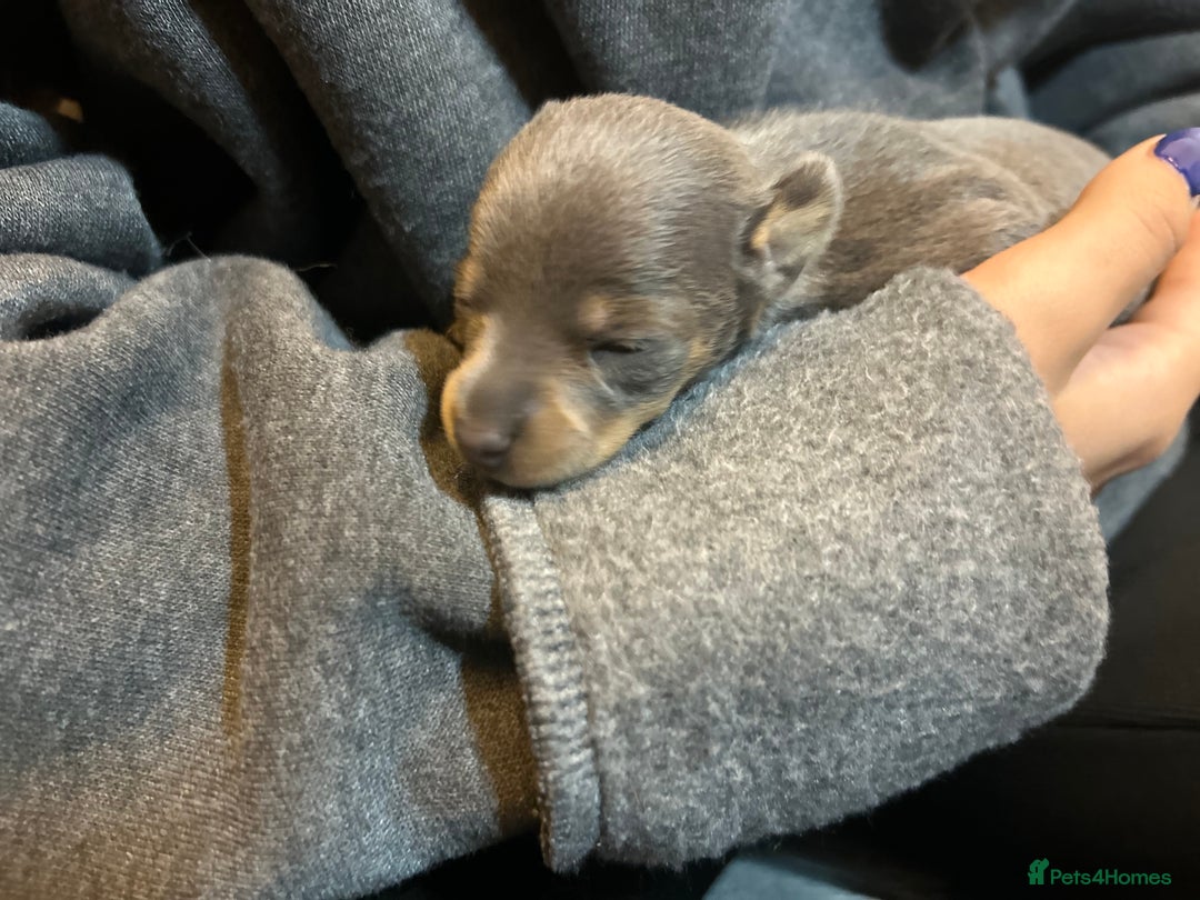 Miniature Pinscher dogs for sale: Gorgeous MinPin Puppies-Ready from 8th Dec! - Advert 13