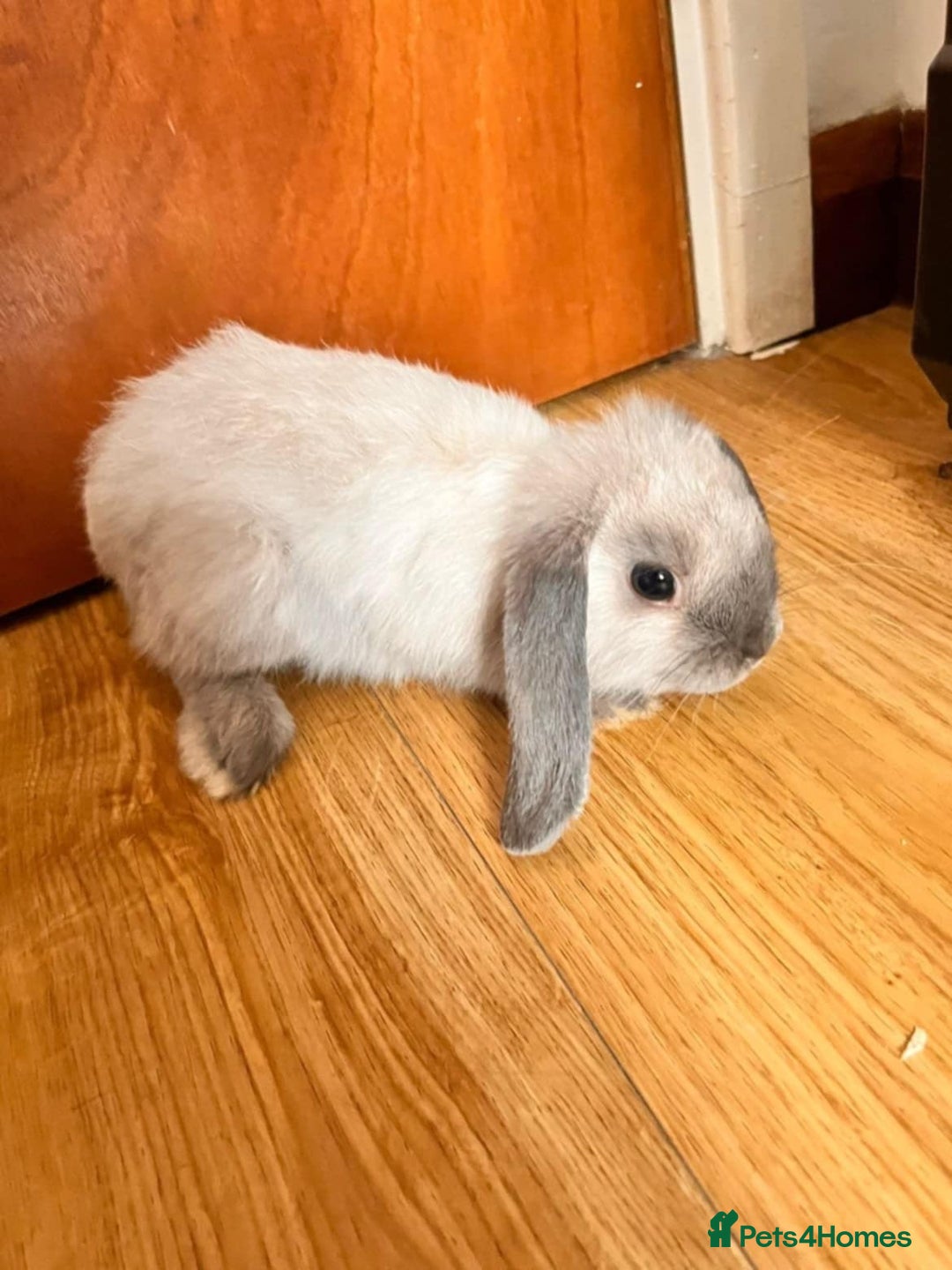 Dwarf Lop rabbits for sale: Beautiful dwarf lops - Advert 2