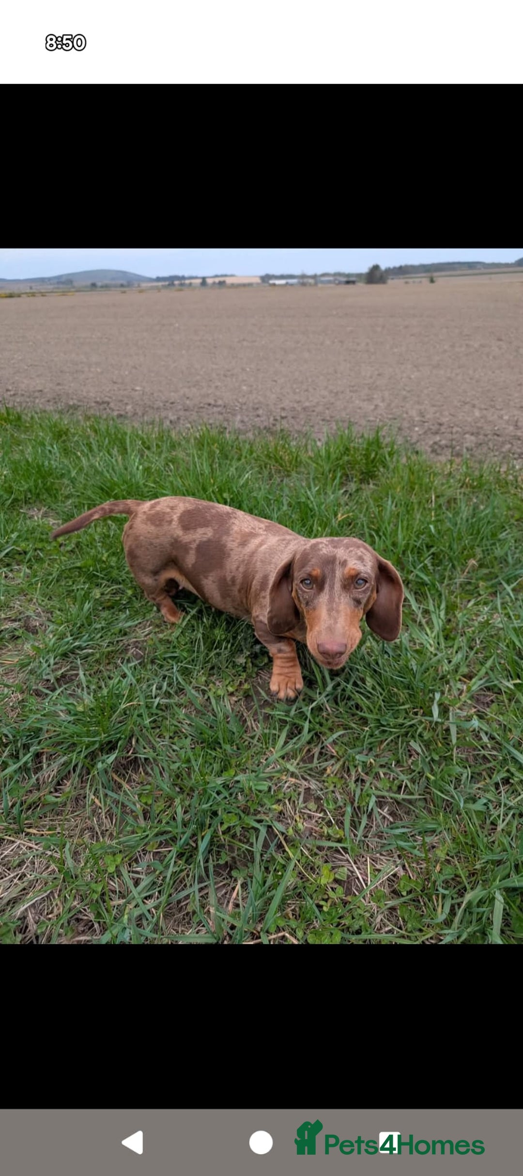 Miniature Dachshund dogs for sale: Miniature Dachshund Puppies  - Image 15